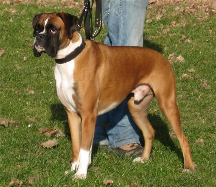 Boxer Qato billede 6