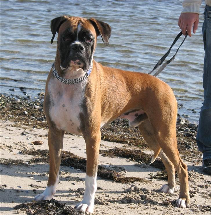 Boxer Qato billede 7