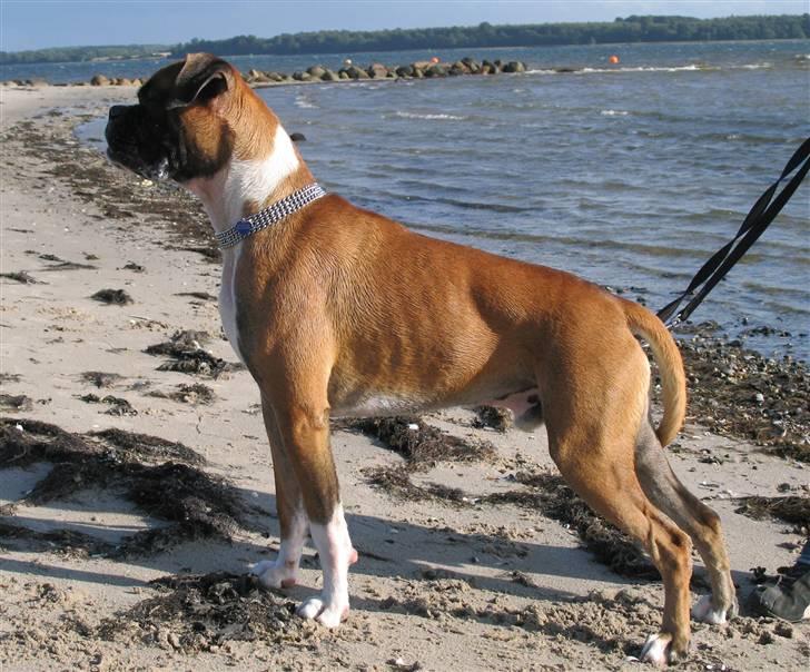 Boxer Qato billede 8