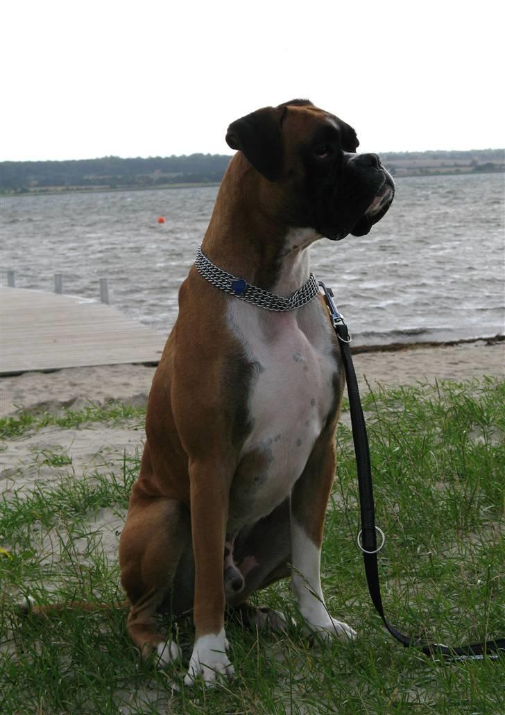 Boxer Qato billede 9