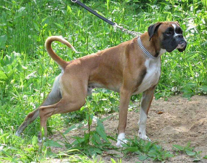 Boxer Qato billede 10