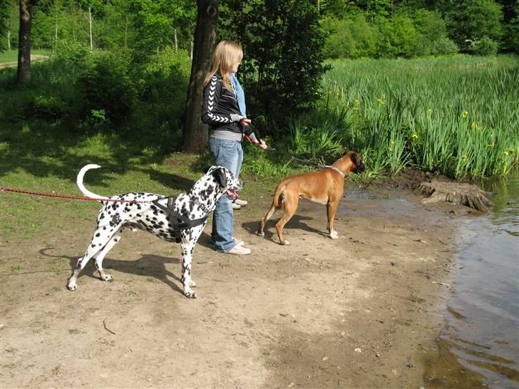 Boxer Qato billede 11