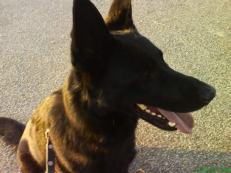 Schæferhund Bibbi - Vovsen som ALTID er glad ; D billede 2