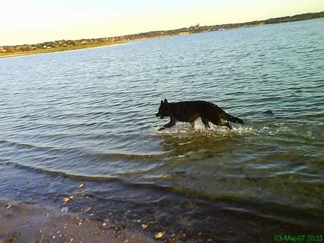 Schæferhund Bibbi - Så er det tid til leg i Vandet ; D hehe billede 5