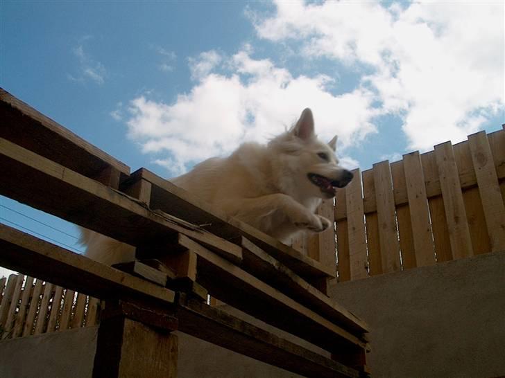 Dansk Spids Luna - Min lille elefantaslastiske hoppeloppe hund x) billede 21