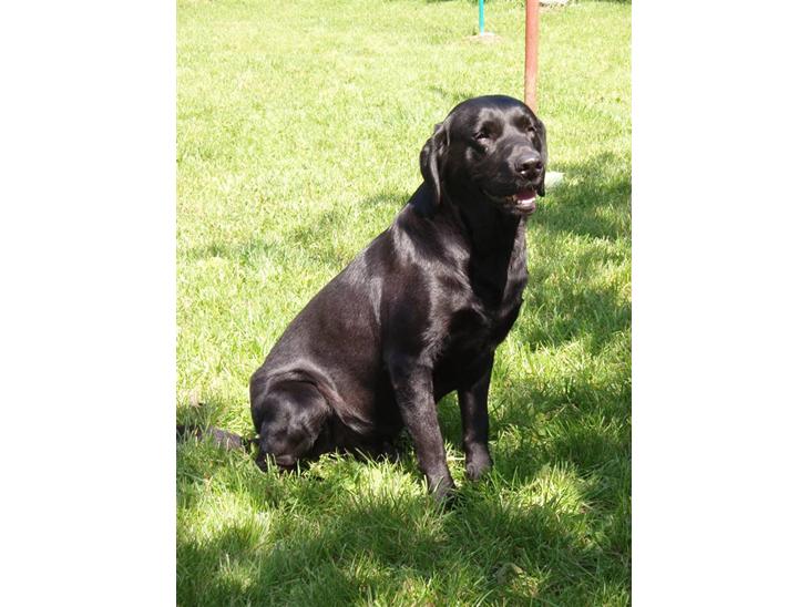 Labrador retriever Duncan - Jeg vil nu helst sidde op af noget...;) billede 1