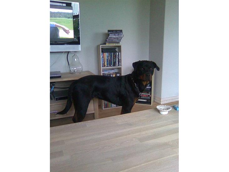 Rottweiler Bailey * R.I.P * billede 1