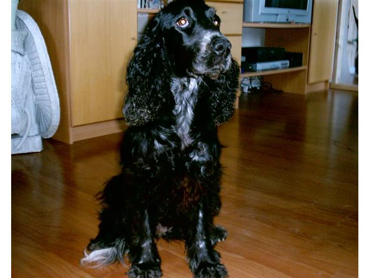 Cocker spaniel Bonnie (død 4 maj 2008)  billede 1