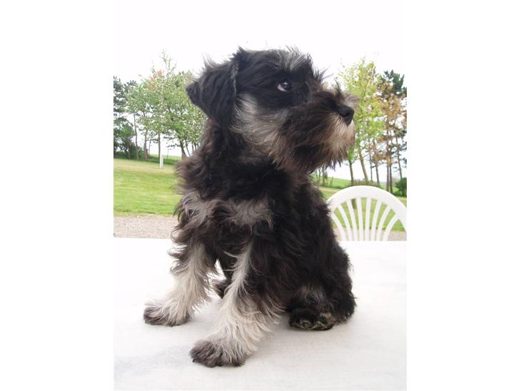 Dvaergschnauzer *Hr. Albert* - Ja det er mig der er Albert, ser jeg ikke dejlig fræk ud ? :) billede 1