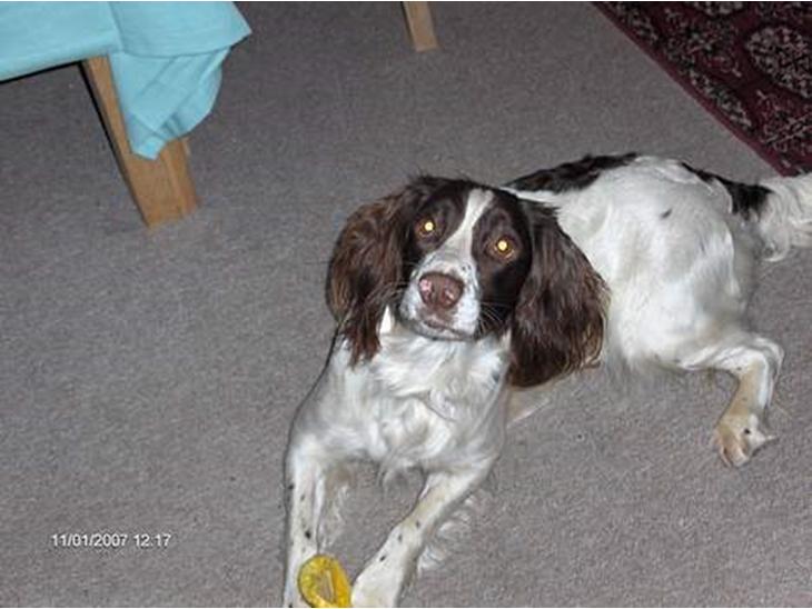 {{currentPhoto.altText}} billede {{currentPhoto.number}}