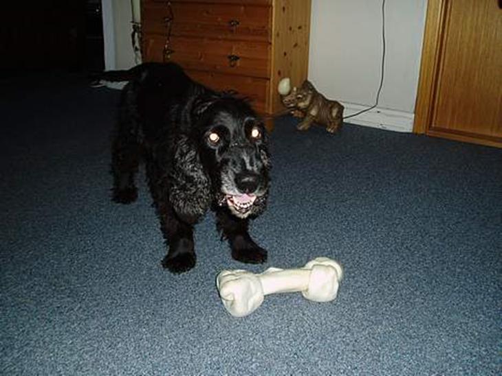 Cocker spaniel Tjego R.I.P - Der ingen som skal tage mit kødben... billede 1