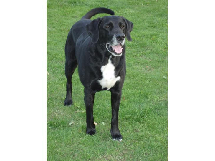 Blanding af racer Nala  R.I.P - ingen udf. - Rulletur i haven, selvfølgelig med noget i munden.... det har hun altid... billede 1