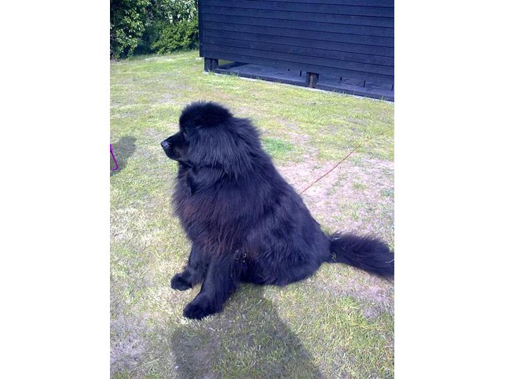 {{currentPhoto.altText}} billede {{currentPhoto.number}}