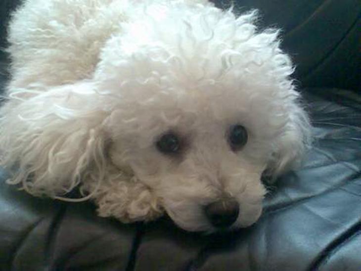 {{currentPhoto.altText}} billede {{currentPhoto.number}}