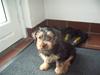 Yorkshire terrier Emma