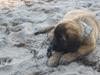Leonberger weikas haydn (monrad)
