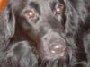 Blanding af racer Bamse