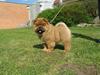 Chow chow Nørskov's Coca Cola Bimbo [Tidl. hund]