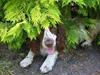 Engelsk springer spaniel Møffe