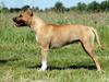 Amerikansk staffordshire terrier Frida