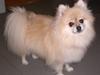 Pomeranian Gismo *R.I.P. 2016*