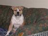Amerikansk staffordshire terrier freya