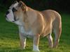 Engelsk bulldog Pedro