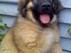 Leonberger Walther *RIP 2018* [Tidl. hund]