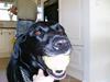 Labrador retriever (¯`v´¯)LAIKA(¯`v´¯)
