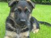 Schæferhund Korskildes Joeline Kessa
