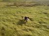 Border collie Daisy