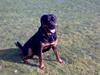 Rottweiler Kingzo