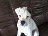Boxer Malou