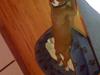 Boxer Matilde