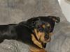 Rottweiler Sille 