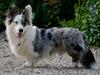 Welsh corgi cardigan Snuggi