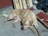 Labrador retriever Pongo