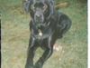 Labrador retriever Bjørn(død :'(..)