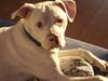 Blanding af racer Bamse R.I.P [ Himmelhund]