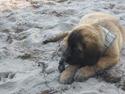 Leonberger weikas haydn (monrad)