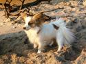 Papillon Cherri