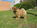 Chow chow Nørskov's Coca Cola Bimbo