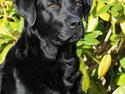 Labrador retriever KBHVV2017 Lotus. Hvil i fred, skønneste Tussemor
