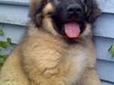Leonberger Walther *RIP 2018*