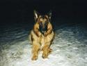 Schæferhund Niko *død* :'( --min---