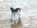 Papillon Petit