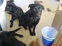 Blanding af racer gizmo (R.I.P 11-01/08)
