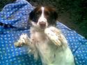 Engelsk springer spaniel tikki  R.I.P