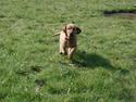 Basset fauve de bretagne Freya