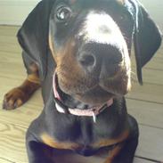 Dobermann Torontos Xenta *R.I.P.*